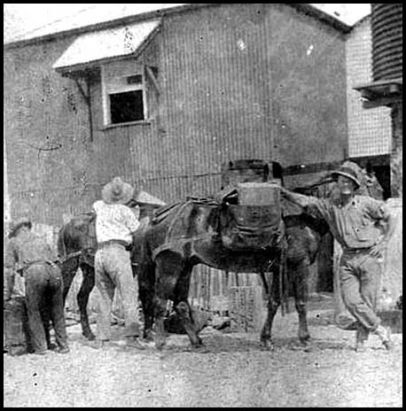 CY Horses
